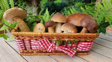 Вживання лісових грибів