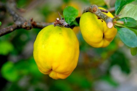Айва – найкращий фрукт для сердечників та песимістів