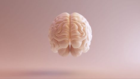 Вчені спростували концепцію про зменшення мозку