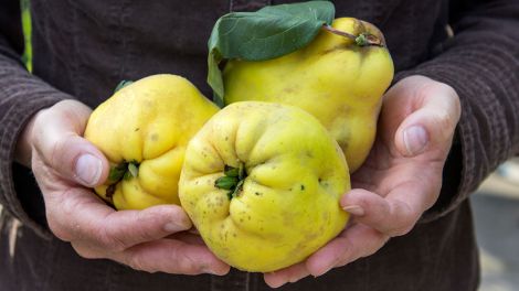 Для довголіття і від хвороб кишечника: простий фрукт опинився одним з найкорисніших