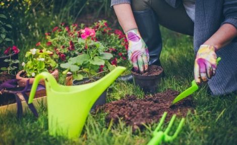 Науково доведено: садівництво покращує психічне здоров'я