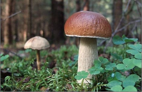 Експерт дав поради про те, як не помилитися, збираючи або купуючи гриби
