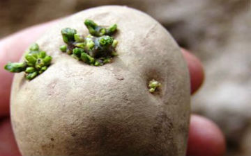 Настоянка з паростків картоплі лікує екземи та дерматити