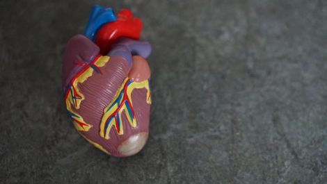 Вчені з'ясували, що допомагає серцю самовідновлюватись