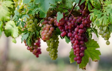 Виноград зміцнює кістки та зуби