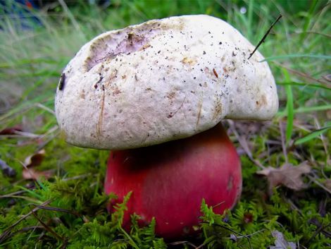 Отруйний гриб вже в Європі