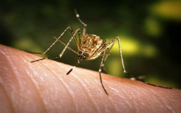 Щоб комарі "не жерли" потрібно змінити раціон харчування