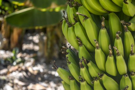 Зелені банани для профілактики раку