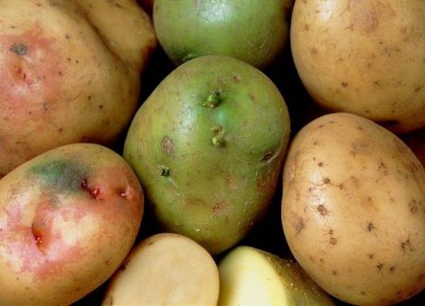 Небезпека вживання позеленілої картоплі
