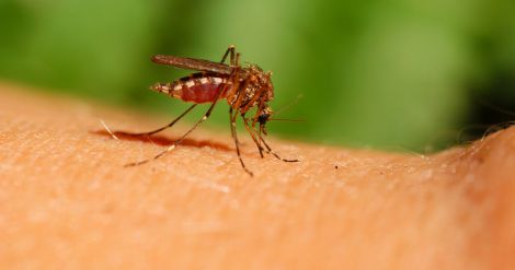 Хвороби, якими можна заразитись після укусу комара