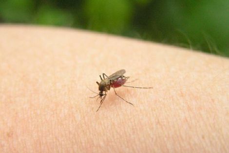 Як вберегтись від укусів комарів