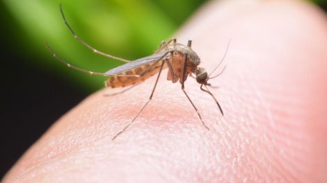 Група крові впливає на укуси комарів
