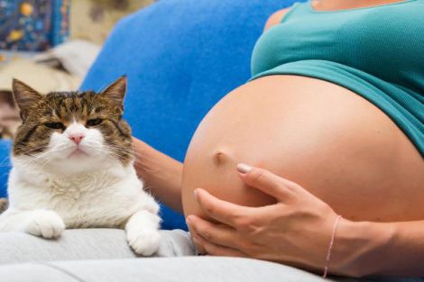 Токсоплазмоз: як вберегтись під час вагітності?
