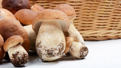 Не просто делікатес: про несподівану користь білого гриба з'ясували вчені