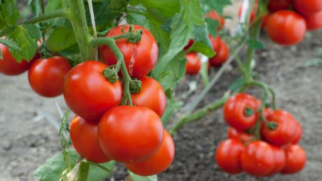 Кому корисні помідори, а хто має виключити їх із раціону: поради лікаря-дієтолога