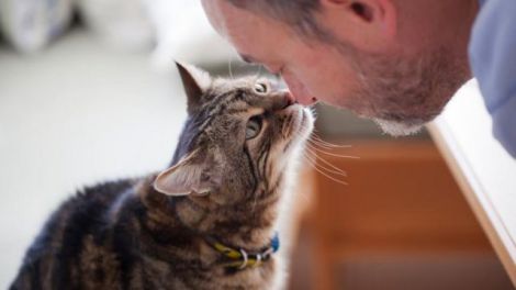 Власники кішок схильні до психозу, але не всі: дослідження