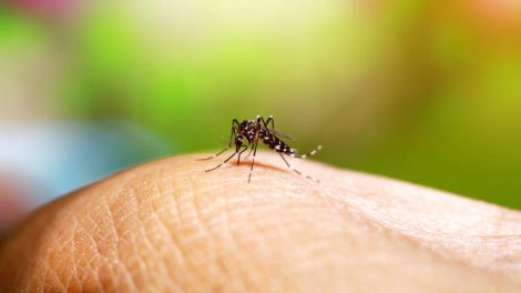 Народні методи: прості способи впоратися з свербіжем після укусів комарів