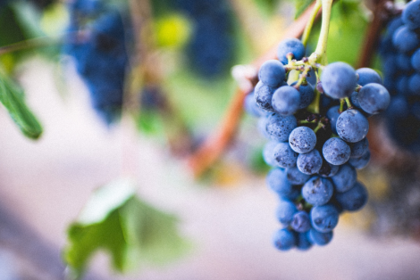 Сполуки винограду від депресії