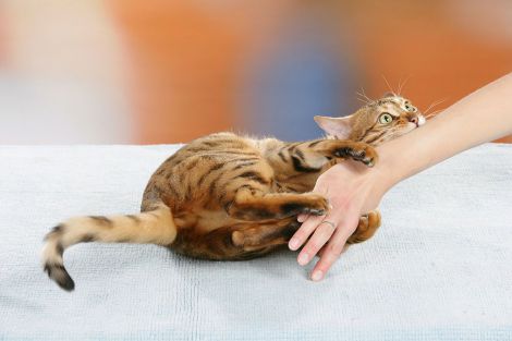Котячі подряпини: в чому небезпека