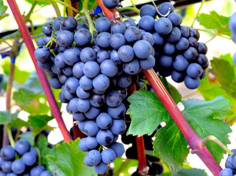 П'ять корисних властивостей винограду, про які ви не знали