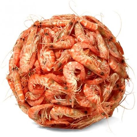 art-shrimp.jpg (44.94 Kb)