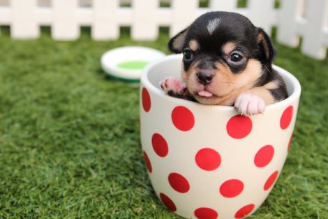 chihuahua-dog-puppy-cute-39317.jpeg (25.95 Kb)