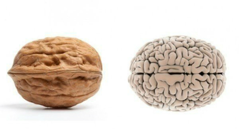 mozgi.jpg (77.16 Kb)