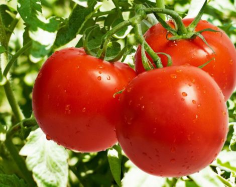 tomat.jpg (35.08 Kb)