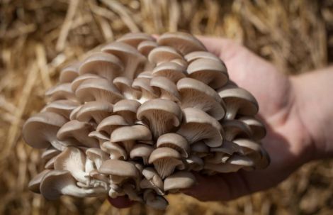 ����� - ������ ������������ �������, ��������� ������ �� ������㳿