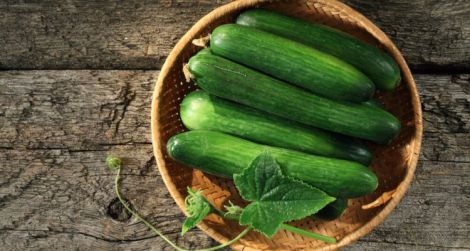 Гіркі огірки знижують рівень цукру в крові і продовжують життя Гіркі огірки знижують рівень цукру в крові і продовжують життя