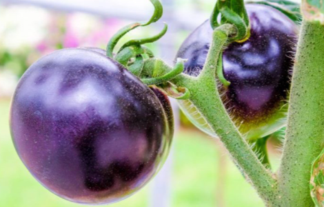 Գ�������� ���, ������ �������� �������� � �������� ��������