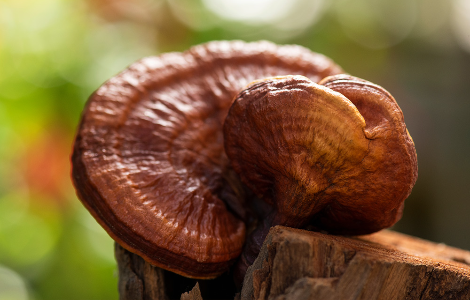 Лікувальні гриби корисні при ішемічній хворобі серця Лікувальні гриби корисні при ішемічній хворобі серця