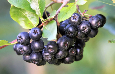 Ягода, яка допомагає людині боротися з раком Ягода, яка допомагає людині боротися з раком