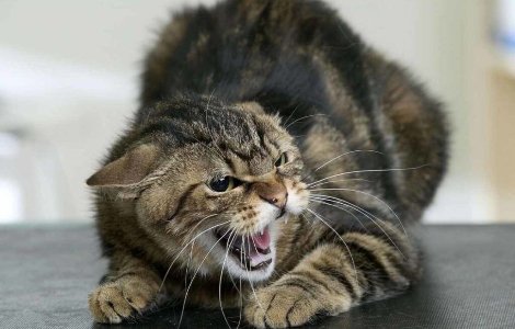 7 порад, які вбережуть вас та ваших дітей від сказу 7 порад, які вбережуть вас та ваших дітей від сказу