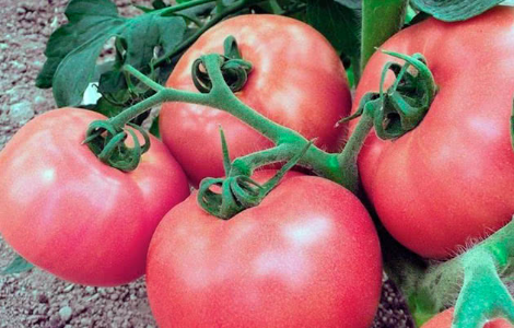 �� ����� �������� ������ ������� �� ���������� ��