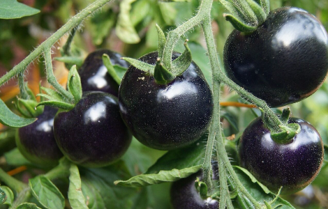 ���� �������, ���� �������� ������ �� ����