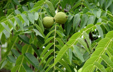 ����� ������� ����� �������� � ����������, �������� ����� � �������