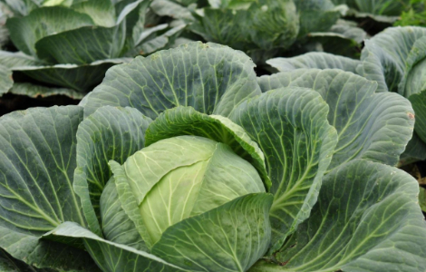 ����, ���� �������� �������� ��� �� ������� ��� ������