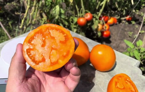 ����, ������ ������� ���� ���� � ������ �� ��������