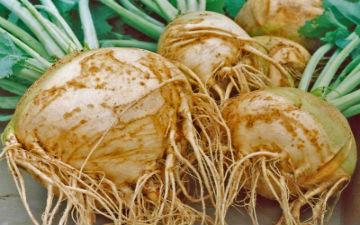 ���������� ����, ���� ������� �������� ���� �� �����������