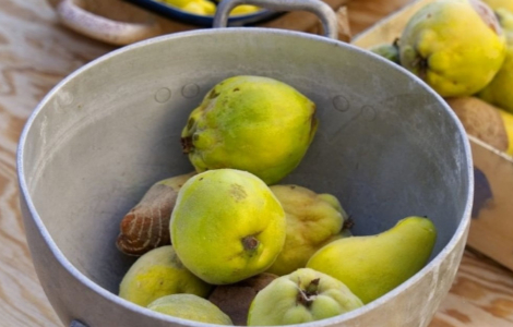 Продукт, котрий захищає від раку кишківника Продукт, котрий захищає від раку кишківника