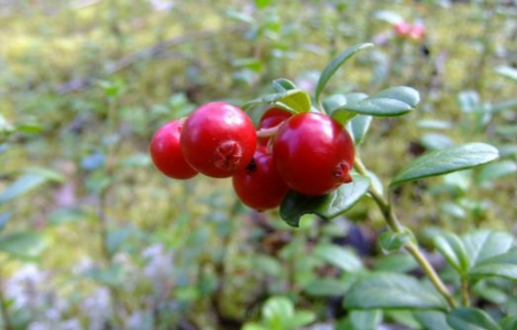 �����, �� ��������� �������� ����� ����� �������� ����