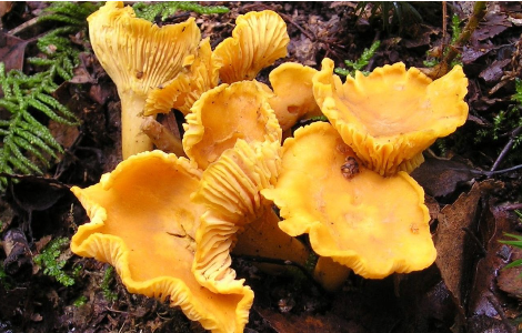 ���� ����������� ���������� ���� �������